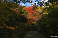 鳴子　紅葉
