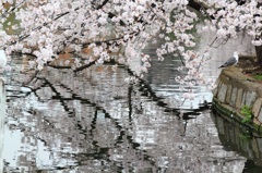 不忍の池の桜