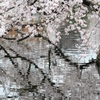 不忍の池の桜