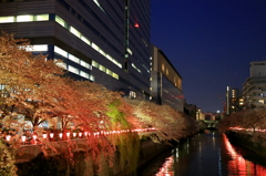 終わり近づく夜桜