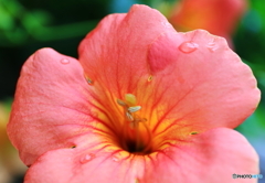 花の血管