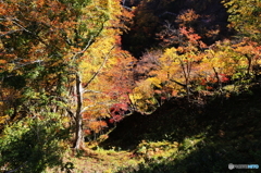 鳴子の紅葉