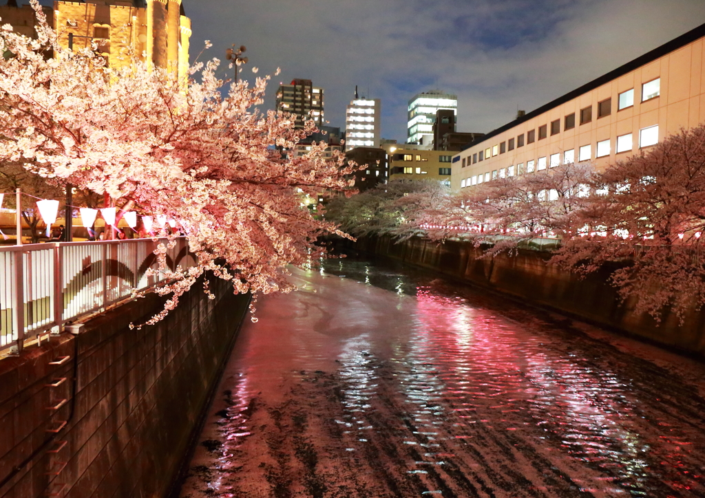目黒川の夜桜