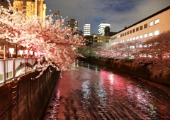 目黒川の夜桜