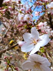 桜ちゃん
