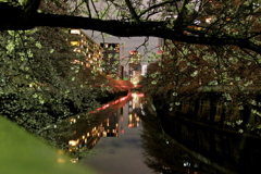 桜の花が光って呼んでいる