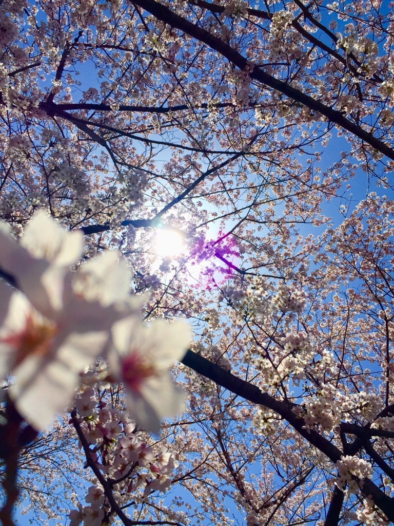 桜ちゃん