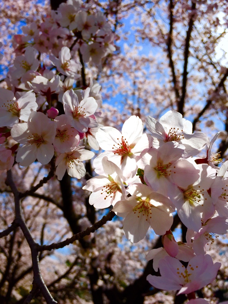 桜ちゃん