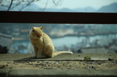 猫の町