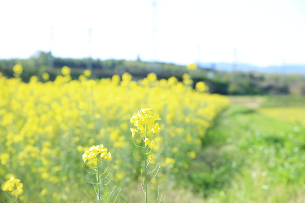やさしい色