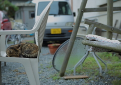 直島　お昼寝中