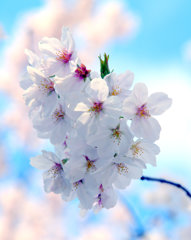 今年の桜