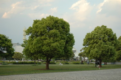 この木何の木