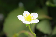 苺の花