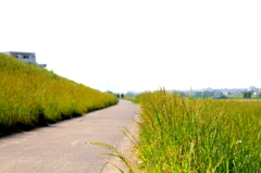道