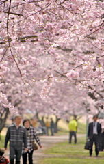 250405-思川桜2