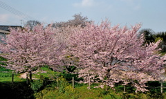 250405-思川桜4