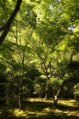 銀閣の木々