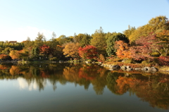 紅葉来る