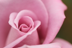 Rose①