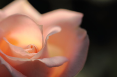 Mysterious Rose