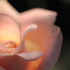 Mysterious Rose