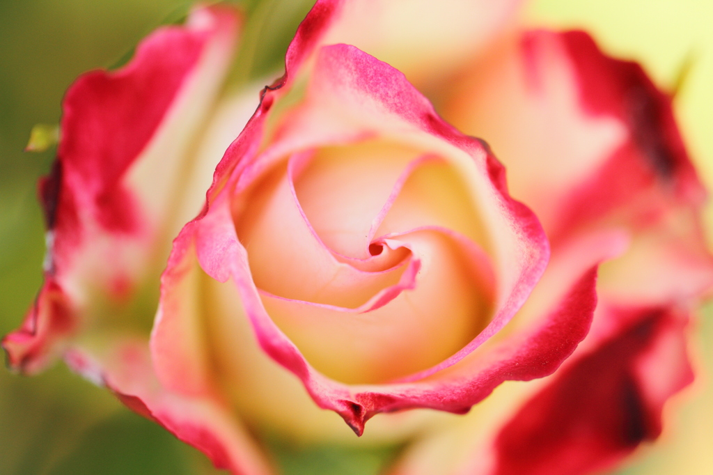 Rose⑤