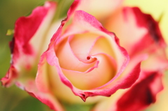 Rose⑤