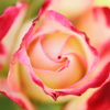 Rose⑤