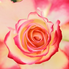 Rose③