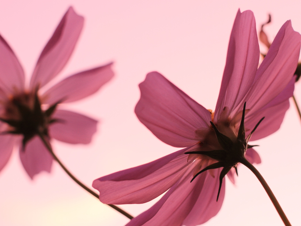 Cosmos