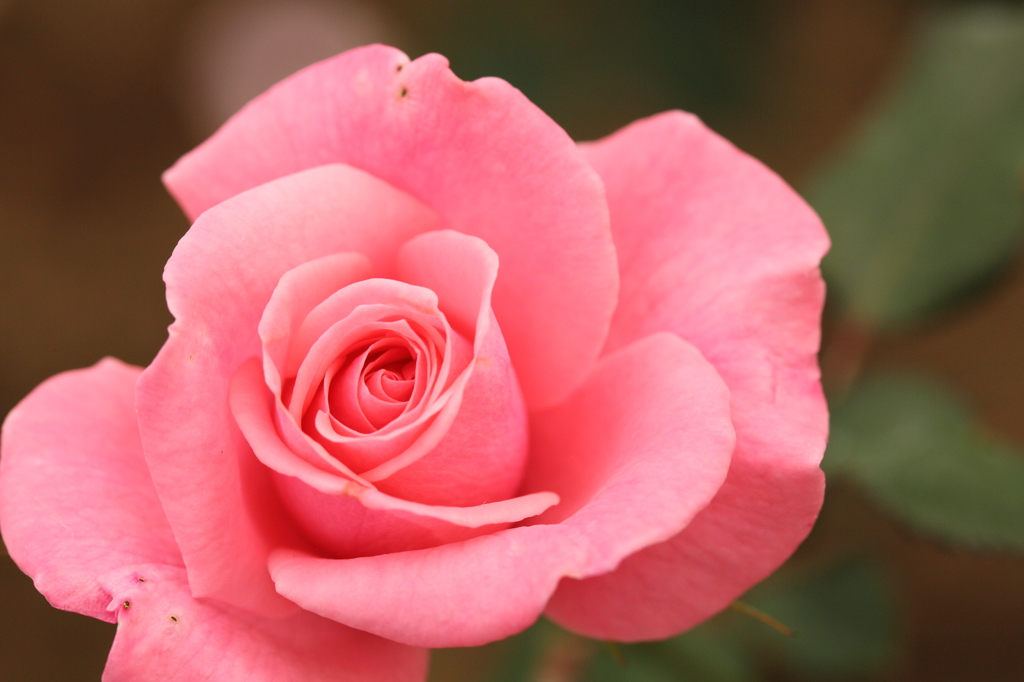 Rose②