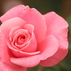 Rose②
