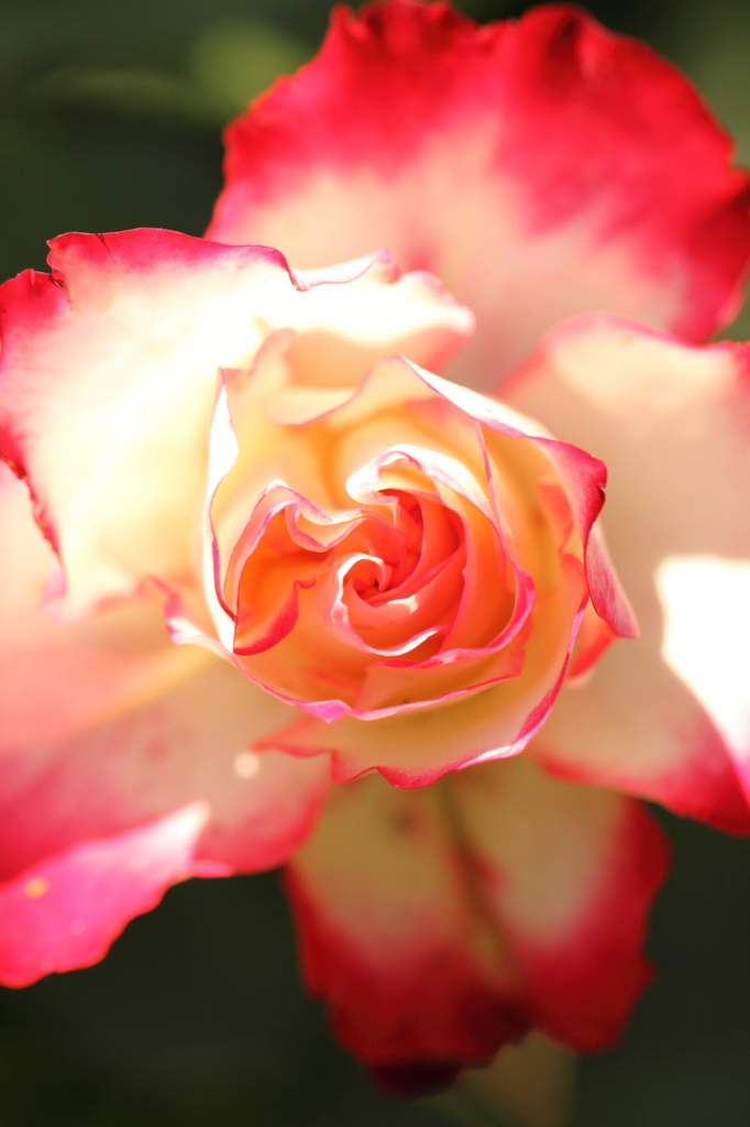 Rose④