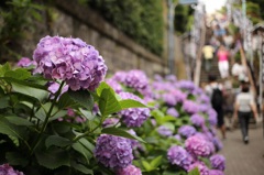 白山紫陽花祭り