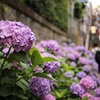 白山紫陽花祭り