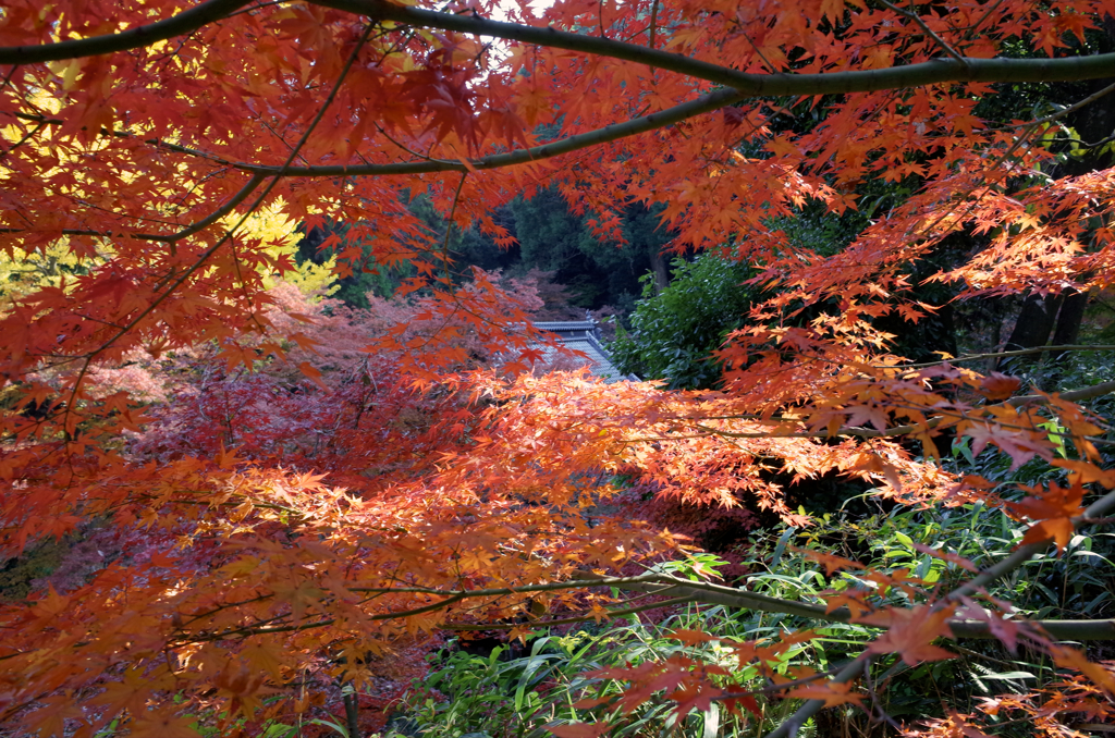 永勝寺の秋