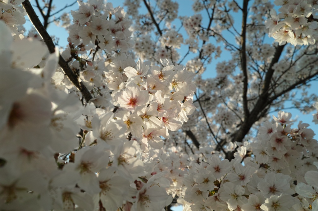 花びらを透かせて