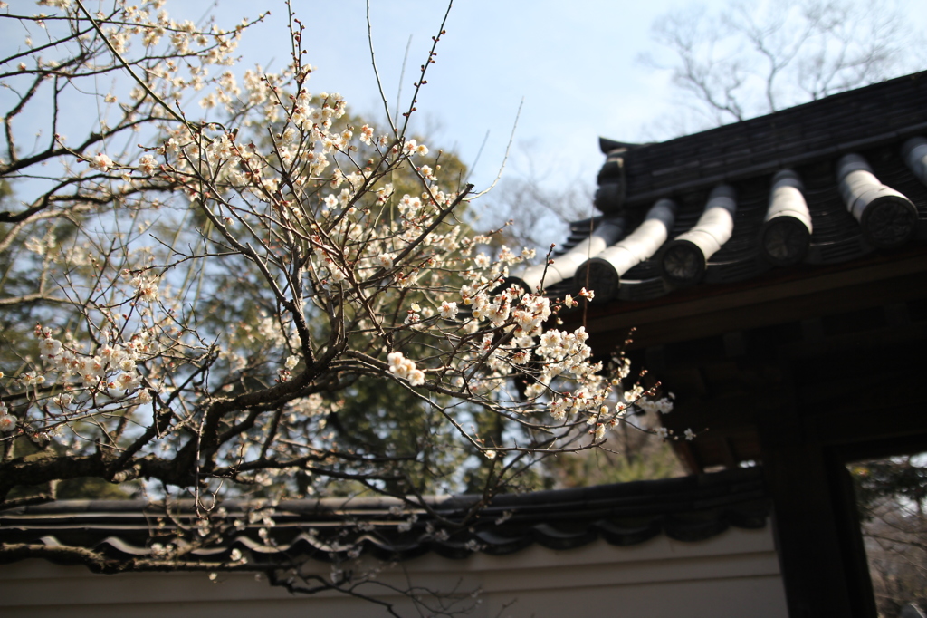 寺院の梅