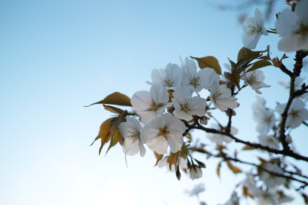 桜と夕暮れのグラデーション