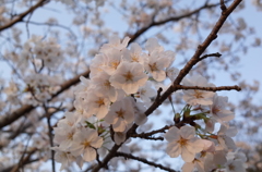 桜色が夕日に染まる
