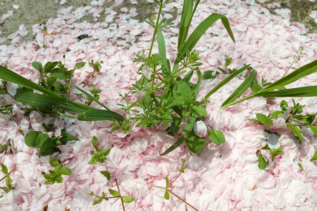 桜色の雪