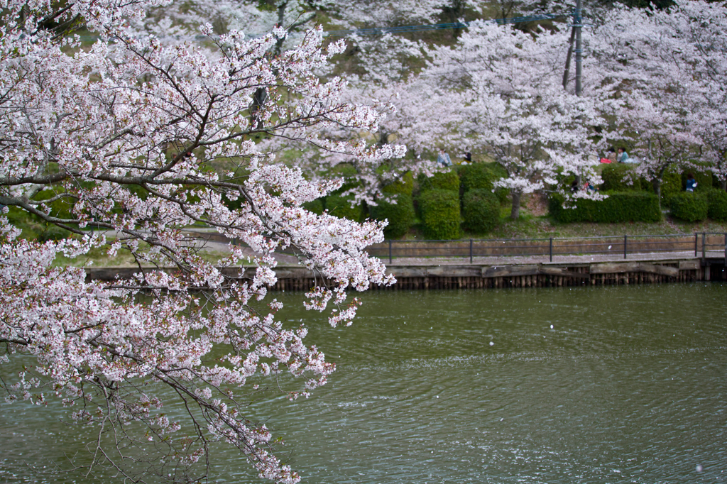 桜吹雪