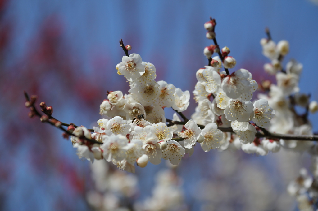 梅の蜜
