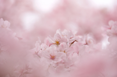 桜のなかに