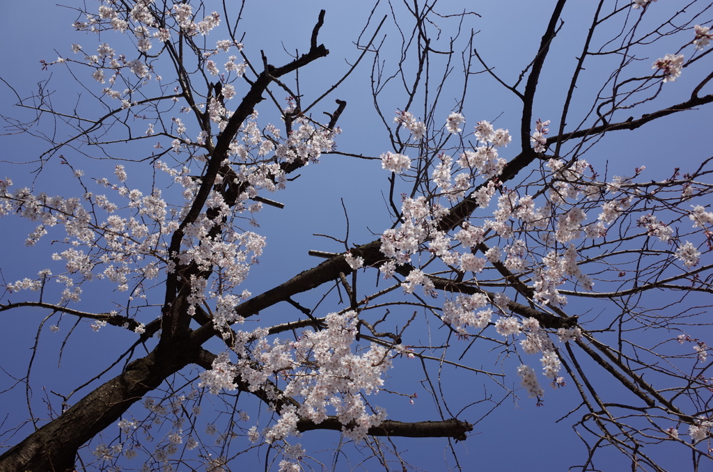 蒼天と桜