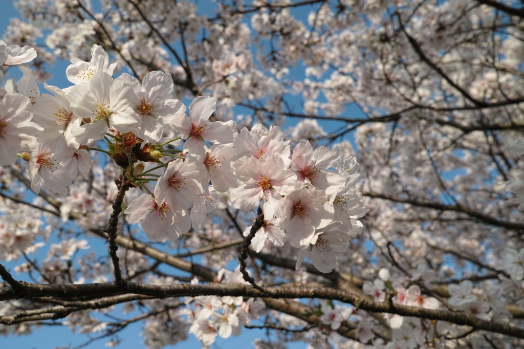 紅色に染まる桜