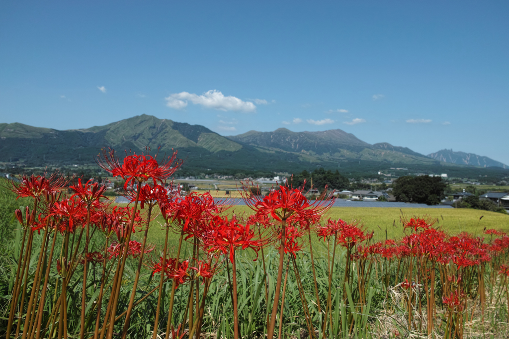 彼岸花