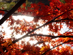 紅葉を照らす秋の陽