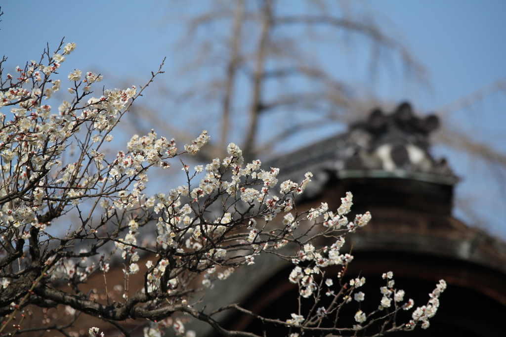 寺院の梅